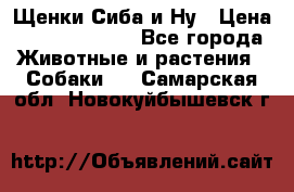 Щенки Сиба и Ну › Цена ­ 35000-85000 - Все города Животные и растения » Собаки   . Самарская обл.,Новокуйбышевск г.